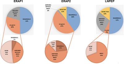 The Multifaceted Nature of Aminopeptidases ERAP1, ERAP2, and LNPEP: From Evolution to Disease